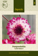 Pompondaalia ''''Little Robert'''' 1 kpl
