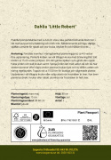 Pompondaalia ''''Little Robert'''' 1 kpl