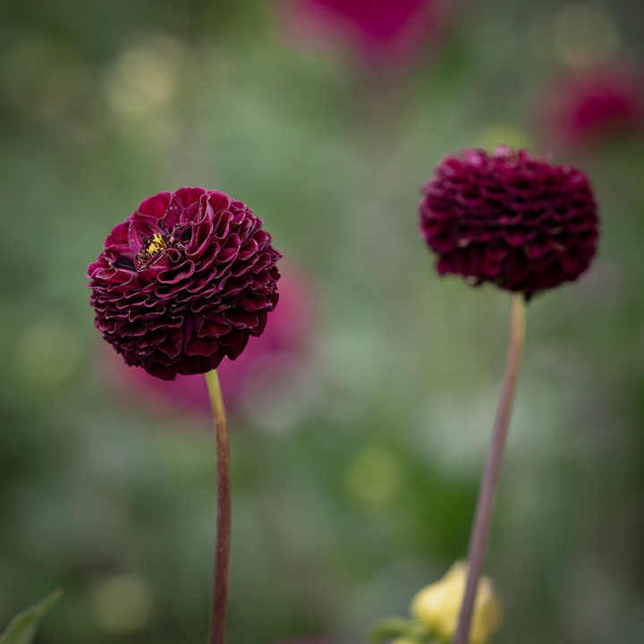 Pompondaalia 'Rocco', kokoisia suuria, tiheitä, täydellisen pallomaisia kukkia luumunvioletista tummanviolettiin.