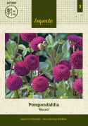 Pompondaalia 'Rocco', kokoisia suuria, tiheitä, täydellisen pallomaisia kukkia luumunvioletista tummanviolettiin.