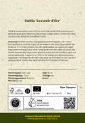 Pompondaalia ''''Souvenir d''''Ete'''' 1 kpl