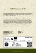 Pompondaalia ''''Stolze von Berlin'''' 1 kpl