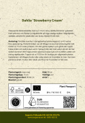 Koristedaalia 'Strawberry Cream', kerrotut kukat ovat kermanvalkoisia ja niissä on mansikanpunaisia raitoja ja täpliä korkeissa, tukevissa varsissa.