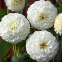 Pompondaalia ''''White Aster'''' 1 kpl