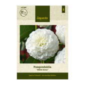 Pompondaalia 'White Aster' 1 kpl