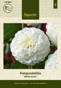 Pompondaalia ''''White Aster'''' 1 kpl