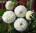 Pompondaalia ''''White Aster'''' 1 kpl