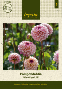 Pompondaalia ''''Wine Eyed Jill'''' 1 kpl