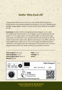 Pompondaalia ''''Wine Eyed Jill'''' 1 kpl