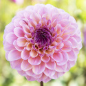Pompondaalia ''''Wine Eyed Jill'''' 1 kpl