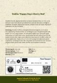 Yksinkertainen tarhadaalia 'Happy Days Cherry Red' 1 kpl