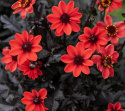 Tarhadaalia ''Happy Days Cherry Red'' 1 kpl