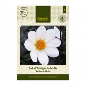 Yksinkertainen tarhadaalia 'Dahlegria White' 1 kpl