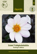Tarhadaalia ''''Dahlegria White'''' 1 kpl