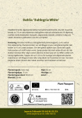 Yksinkertainen tarhadaalia 'Dahlegria White' 1 kpl