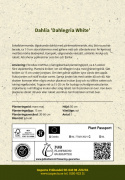 Tarhadaalia ''''Dahlegria White'''' 1 kpl