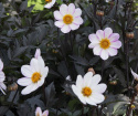 Tarhadaalia ''''Dahlegria White'''' 1 kpl