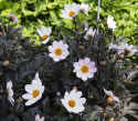 Tarhadaalia ''''Dahlegria White'''' 1 kpl