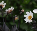 Tarhadaalia ''''Dahlegria White'''' 1 kpl