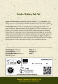 Koristedaalia 'Gallery Art Fair' 1 kpl