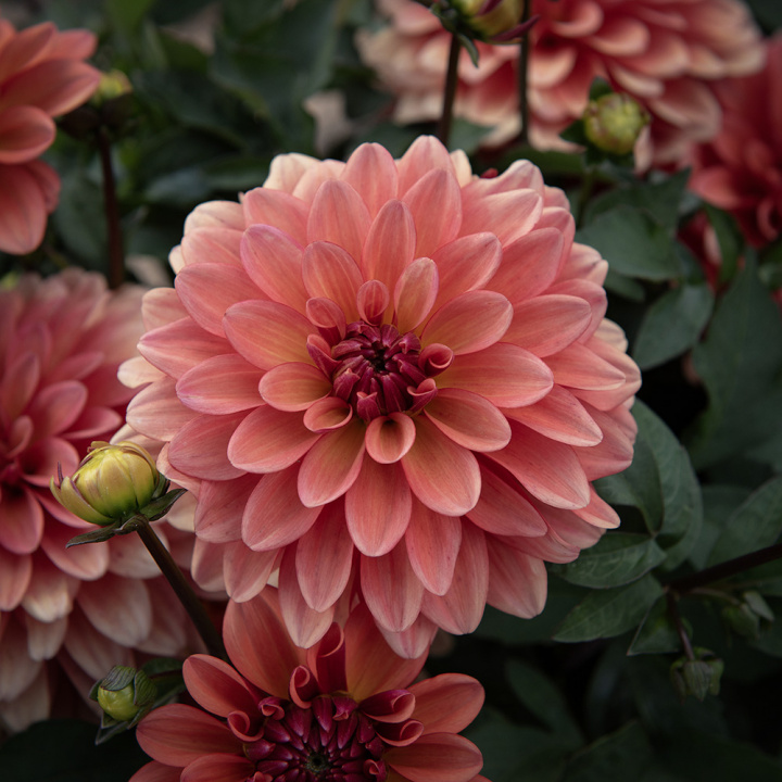 Koristedaalia ''Gallery Matisse'' 1 kpl