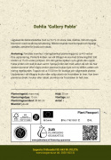 Koristedaalia 'Gallery Pablo', koristedaalia, jolla on n. 10-15 cm suuret, tiheät, kerrotut.