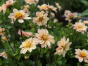 Tarhadaalia ''Topmix Apricot'' 1 kpl