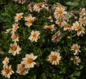 Tarhadaalia ''Topmix Apricot'' 1 kpl