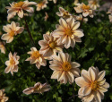 Tarhadaalia ''Topmix Apricot'' 1 kpl