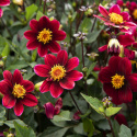 Tarhadaalia ''Topmix Purple'' 1 kpl