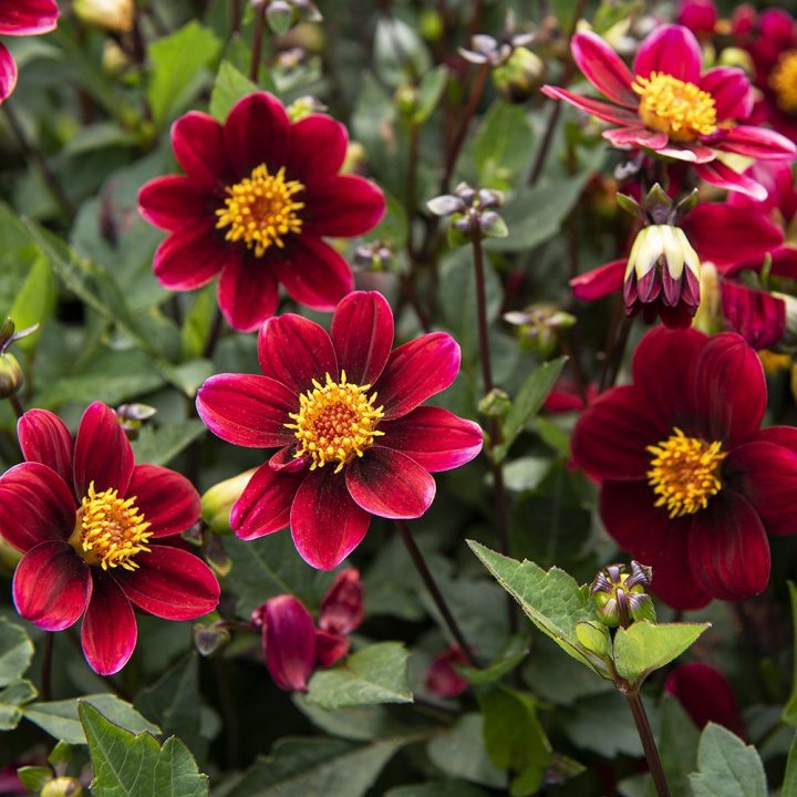Tarhadaalia ''Topmix Purple'' 1 kpl