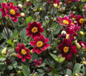 Tarhadaalia ''Topmix Purple'' 1 kpl