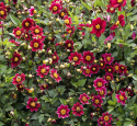 Tarhadaalia ''Topmix Purple'' 1 kpl