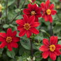 Tarhadaalia ''Topmix Red'' 1 kpl