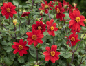 Tarhadaalia ''Topmix Red'' 1 kpl