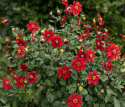 Tarhadaalia ''Topmix Red'' 1 kpl