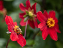 Tarhadaalia ''Topmix Red'' 1 kpl