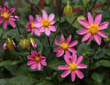 Tarhadaalia ''Topmix Pink'' 1 kpl