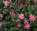 Tarhadaalia ''Topmix Pink'' 1 kpl