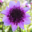 Vuokkodaalia ''Blue Bayou'' 1 kpl