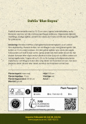 Vuokkodaalia ''Blue Bayou'' 1 kpl