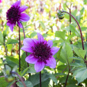 Vuokkodaalia ''Blue Bayou'' 1 kpl