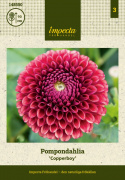 Pompondaalia ''''Copperboy'''' 1 kpl