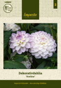 Koristedaalia ''Eveline'' 1 kpl