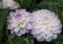 Koristedaalia ''Eveline'' 1 kpl