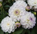 Koristedaalia ''Eveline'' 1 kpl