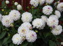 Koristedaalia ''Eveline'' 1 kpl