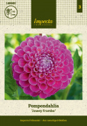 Pompondaalia ''''Jowey Frambo'''' 1 kpl