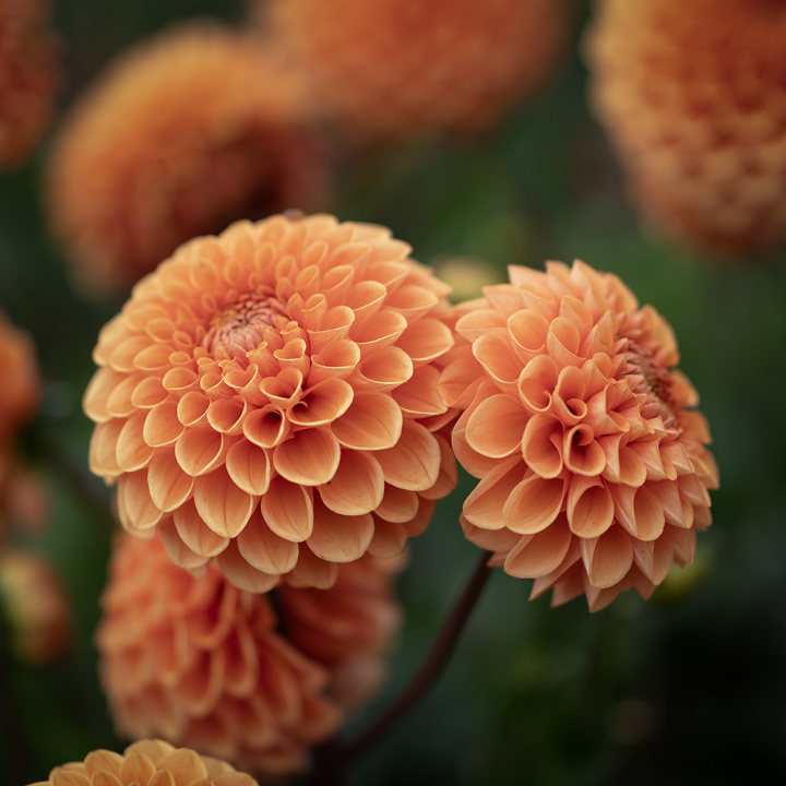 Pompondaalia 'Sylvia', n. 10 cm kokoisia suuria, lämpimän oransseja, tiheitä, täydellisen pallomaisia kukkia.