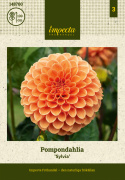 Pompondaalia 'Sylvia', n. 10 cm kokoisia suuria, lämpimän oransseja, tiheitä, täydellisen pallomaisia kukkia.
